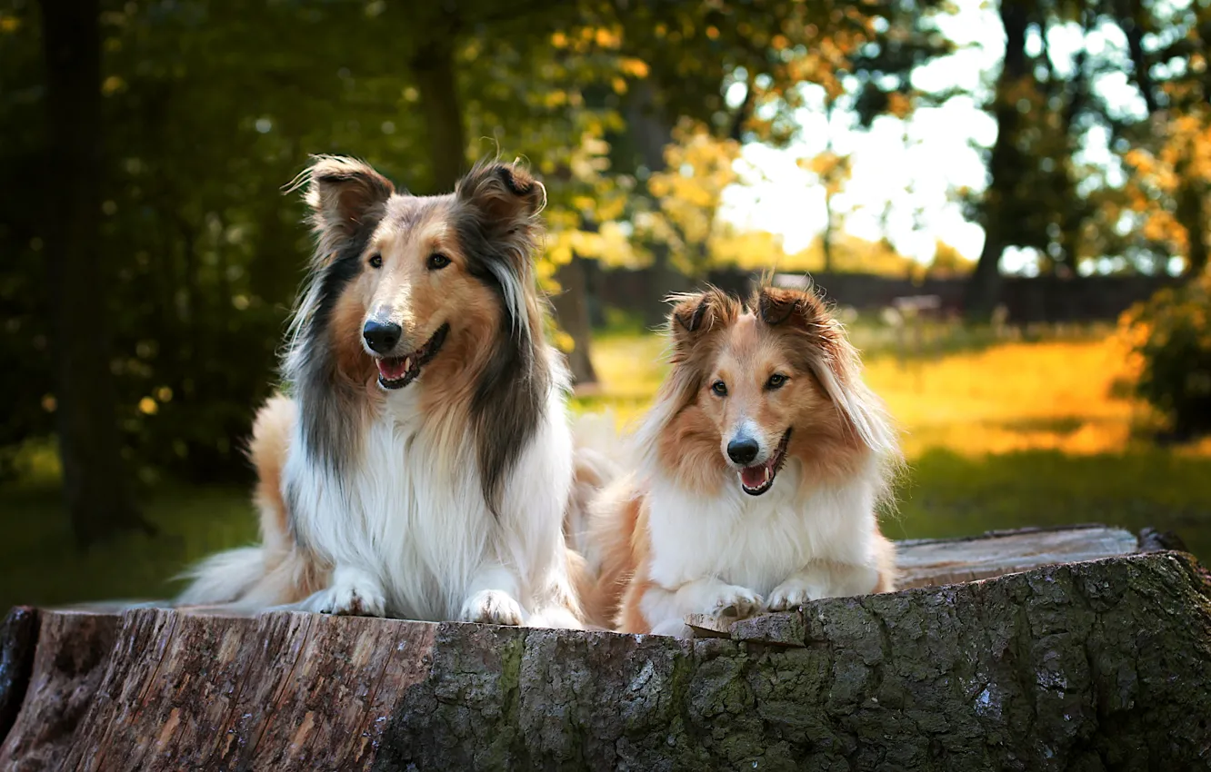 Фото обои собаки, взгляд, деревья, парк, пень, портрет, парочка, колли