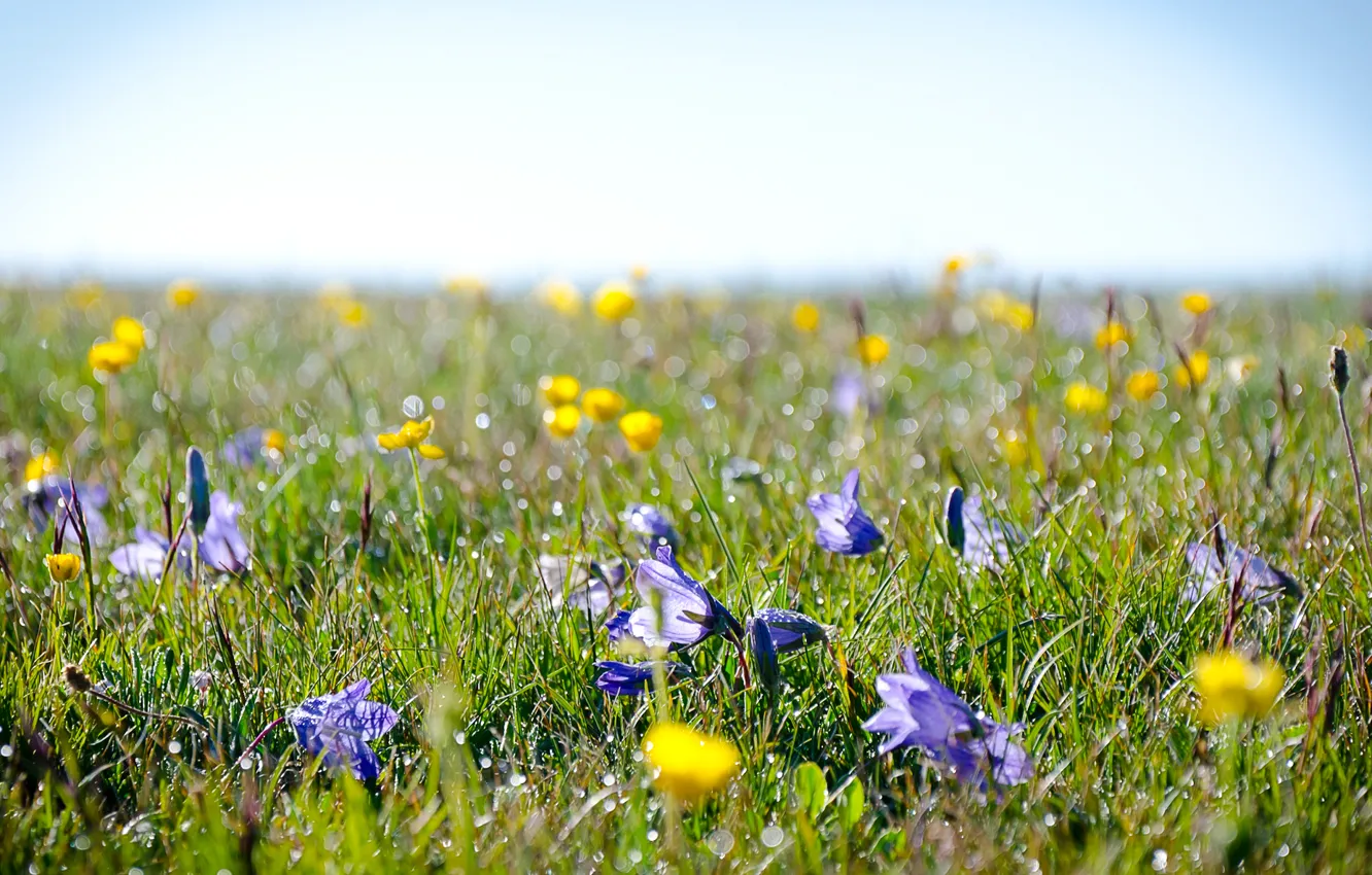 Фото обои поле, трава, цветы, роса, луг, альпийские