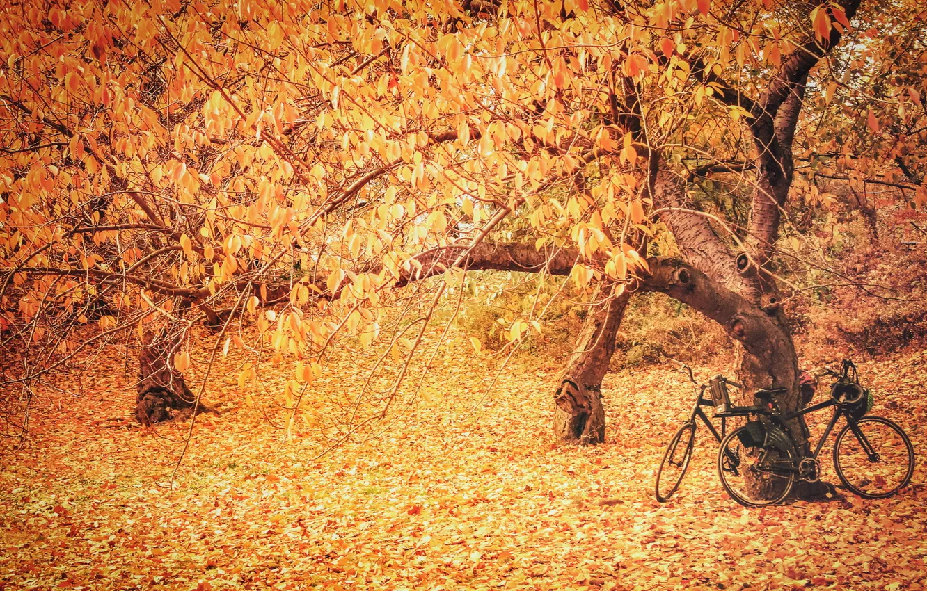 Фото обои осень, листья, свет, деревья, велосипеды