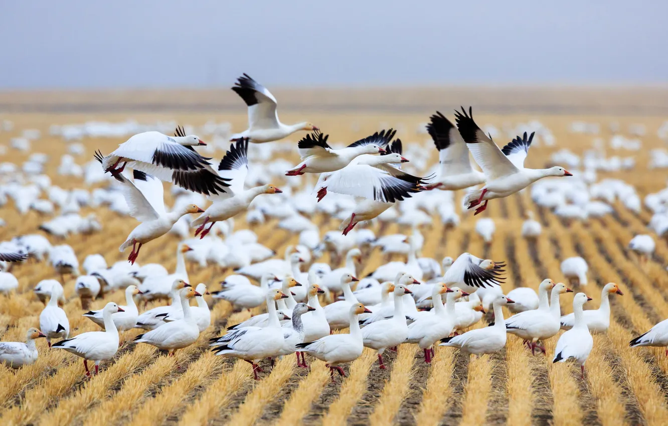 Фото обои поле, птицы, гуси, дикая природа, Montana, Fairfield, Migration, Choteau