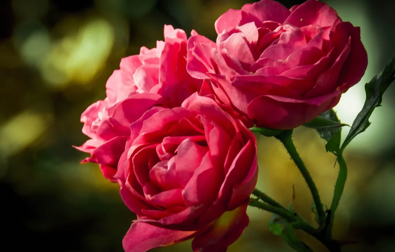 Фото обои розы, три, розовые, бутоны, боке