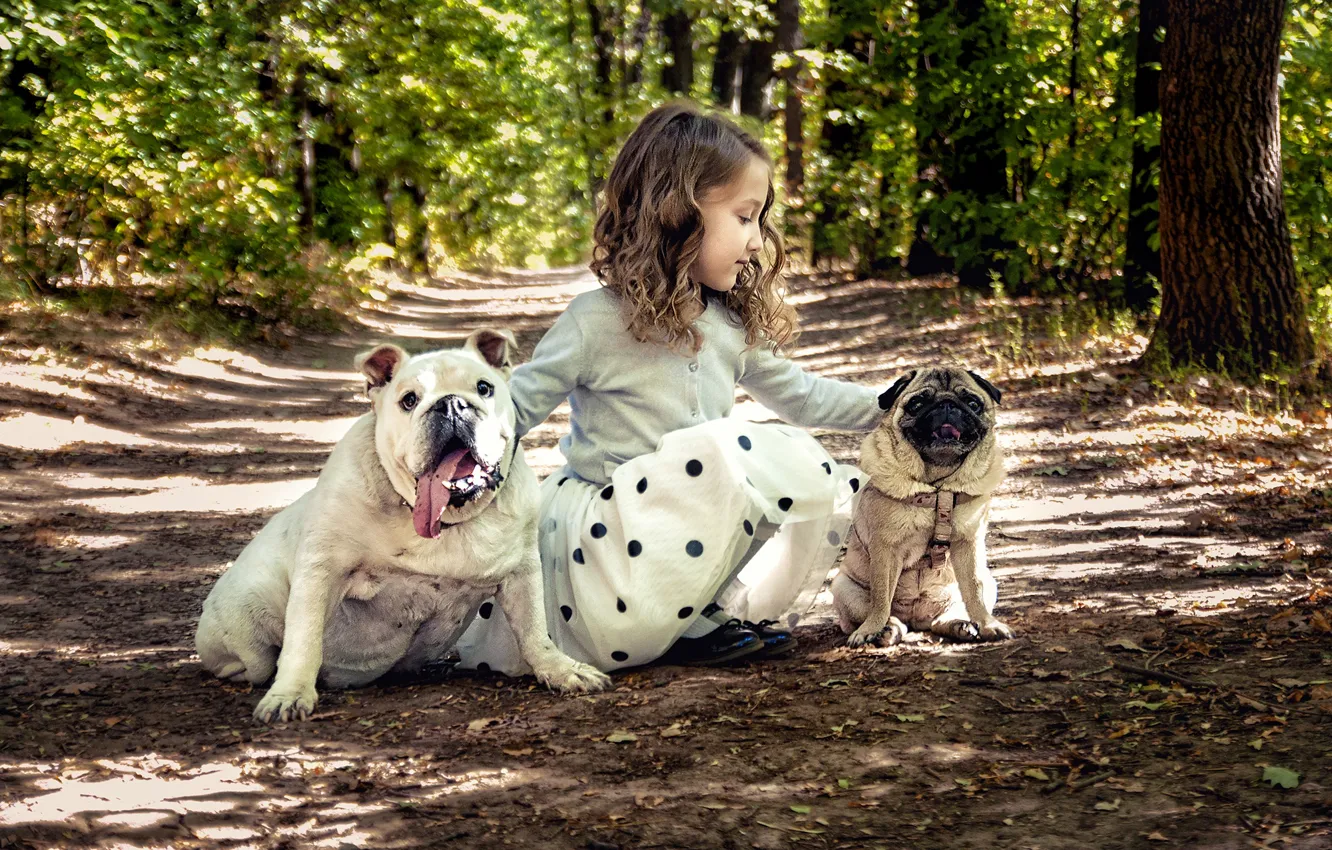 Фото обои животные, собаки, деревья, природа, девочка, мопс, бульдог, аллея