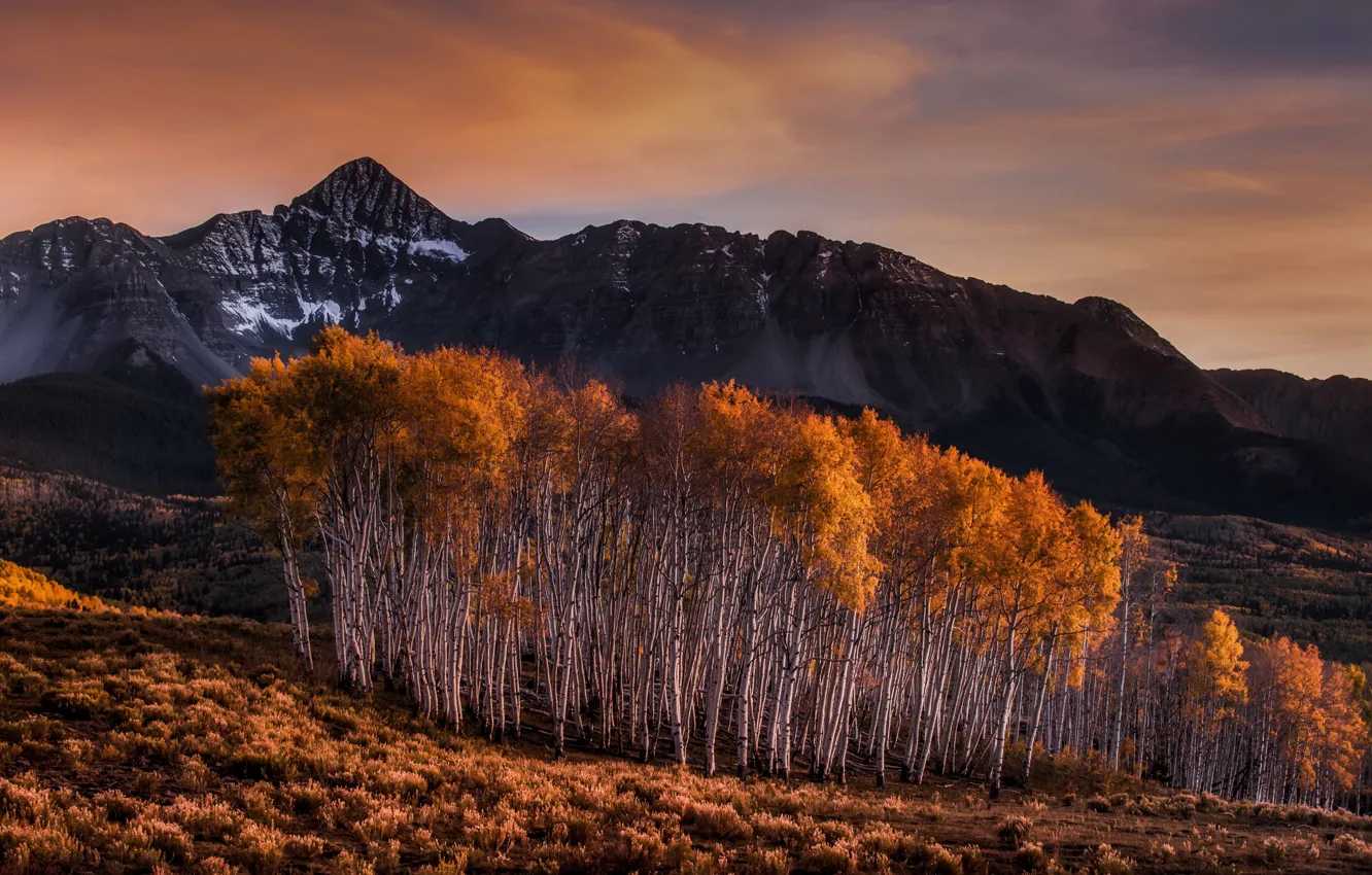 Фото обои осень, горы, берёзы