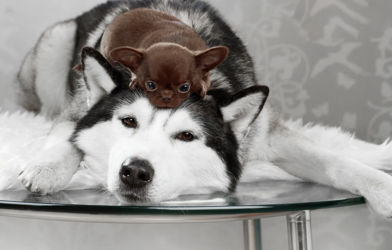 Фото обои собаки, взгляд, стол, щенок, Хаски