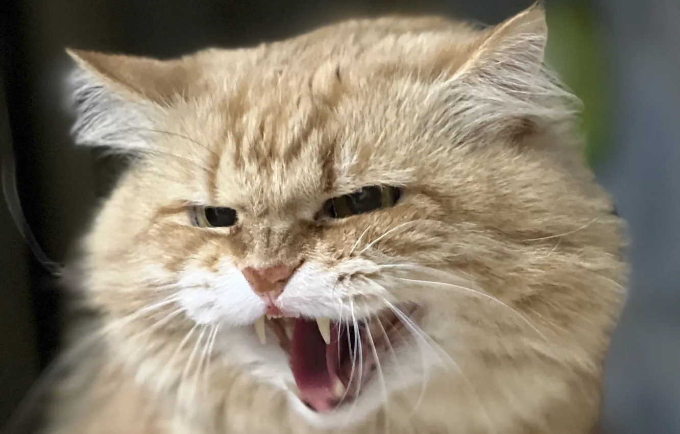 Фото обои кот, Маркиза, Печора