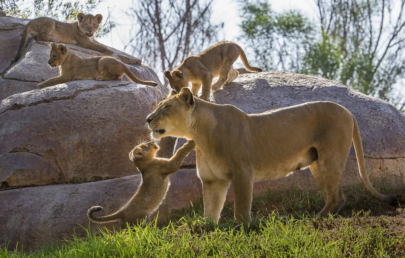 Фото обои камни, котята, львы, львята, львица, материнство, детёныши