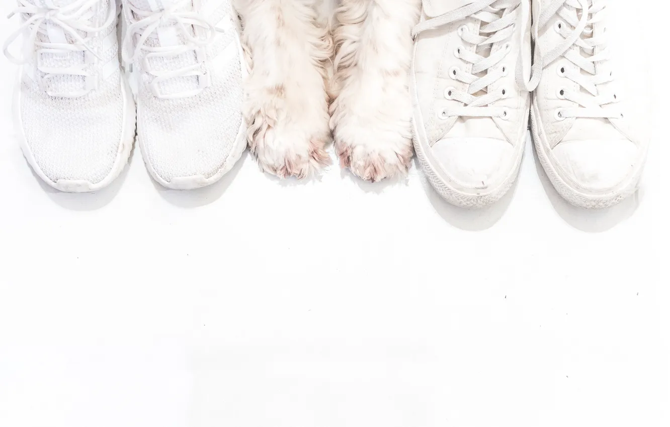 Фото обои фон, обувь, собака