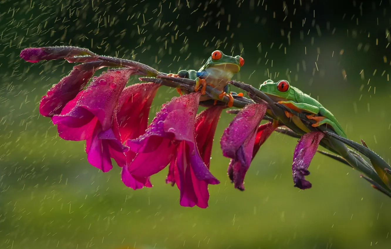 Фото обои цветок, дождь, лапки, зеленые, дружба, лягушки, оранжевые, красные глаза