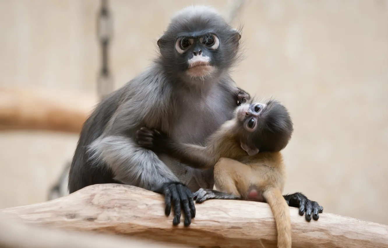 Фото обои обезьяна, dusky leaf monkey, очковый тонкотел
