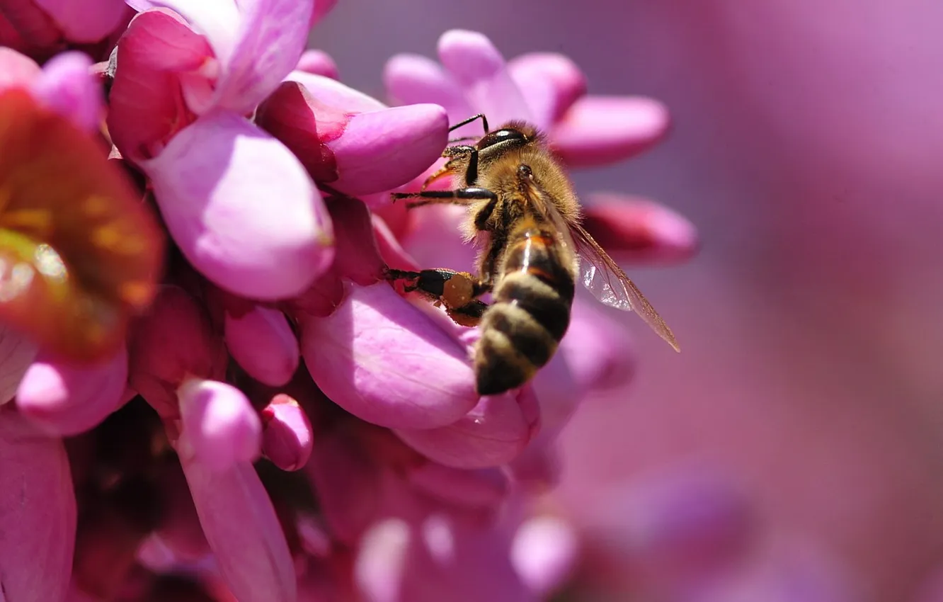 Фото обои цветок, пчела, шмель