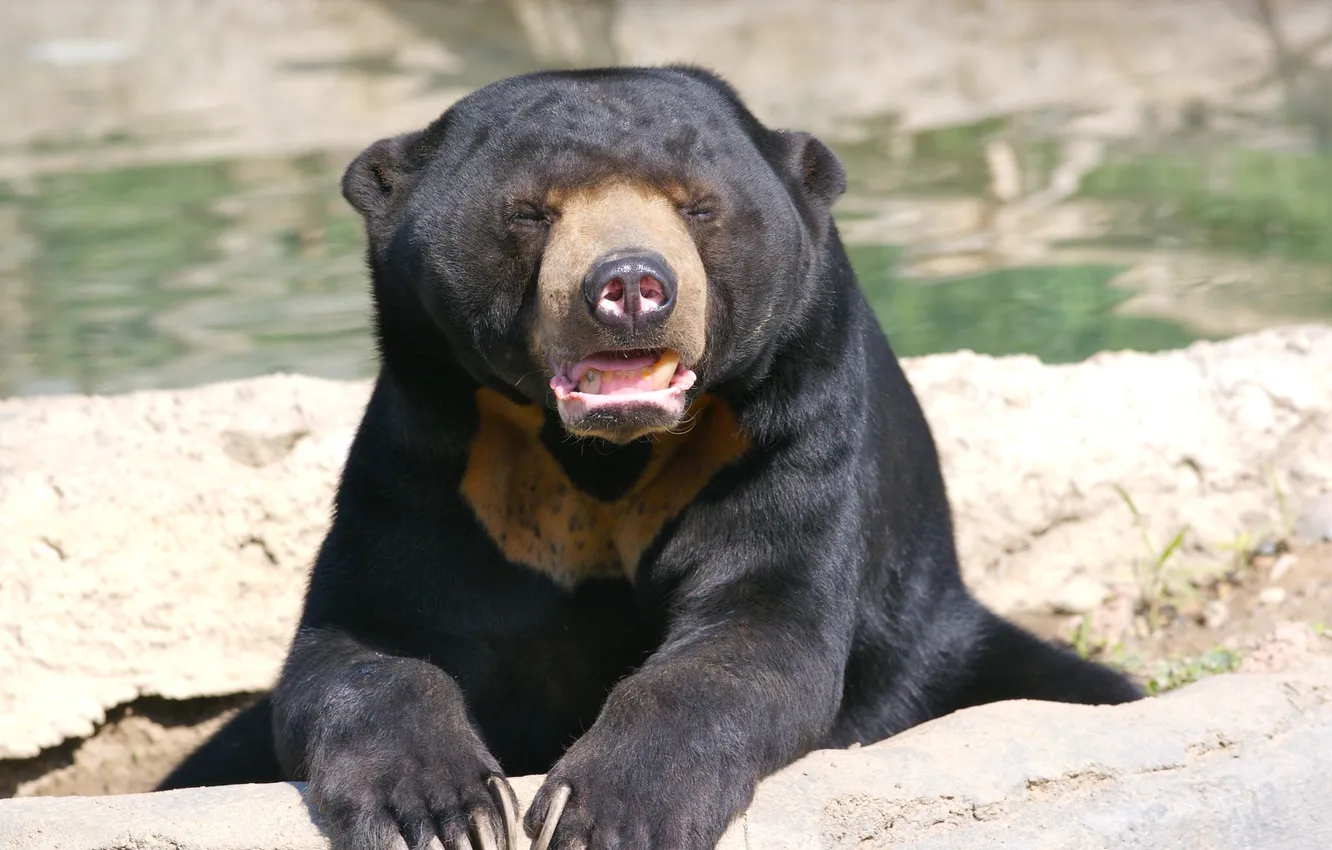 Фото обои Солнечный медведь, Ursus malayanus, медовый медведь