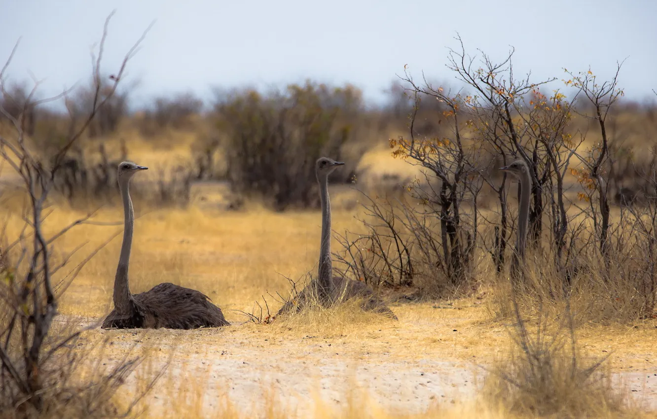Фото обои природа, Африка, страусы