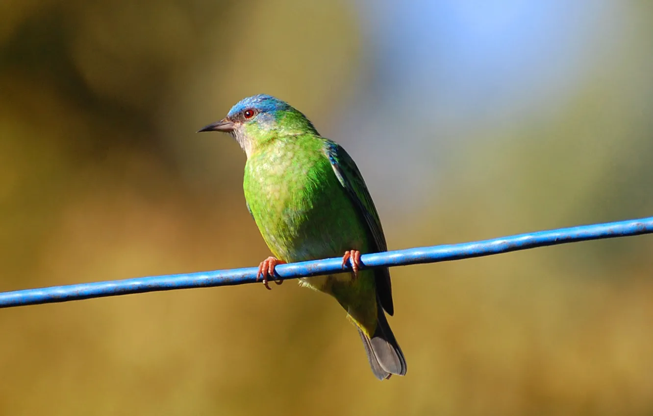 Фото обои bird, bokeh, eye, paws, string, beak