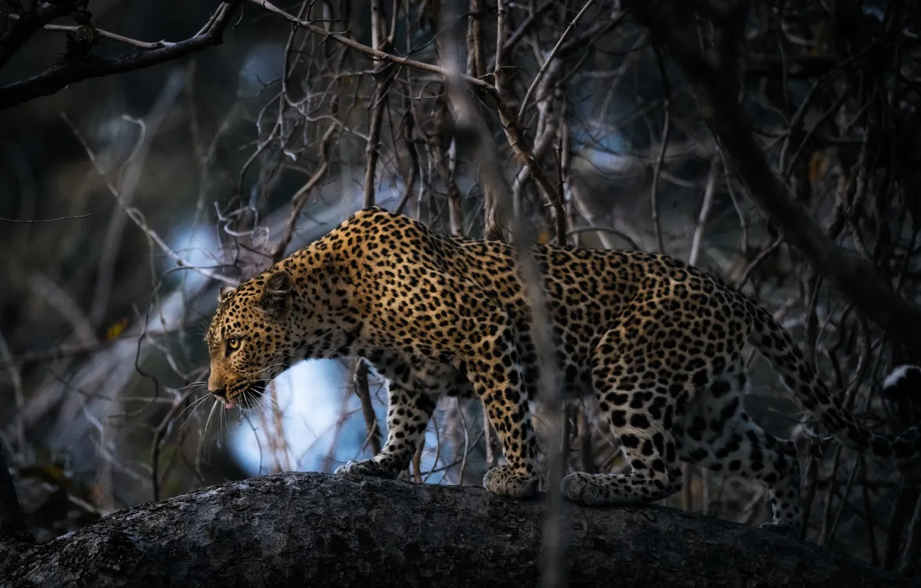 Фото обои ветки, дерево, леопард, Африка, большая кошка