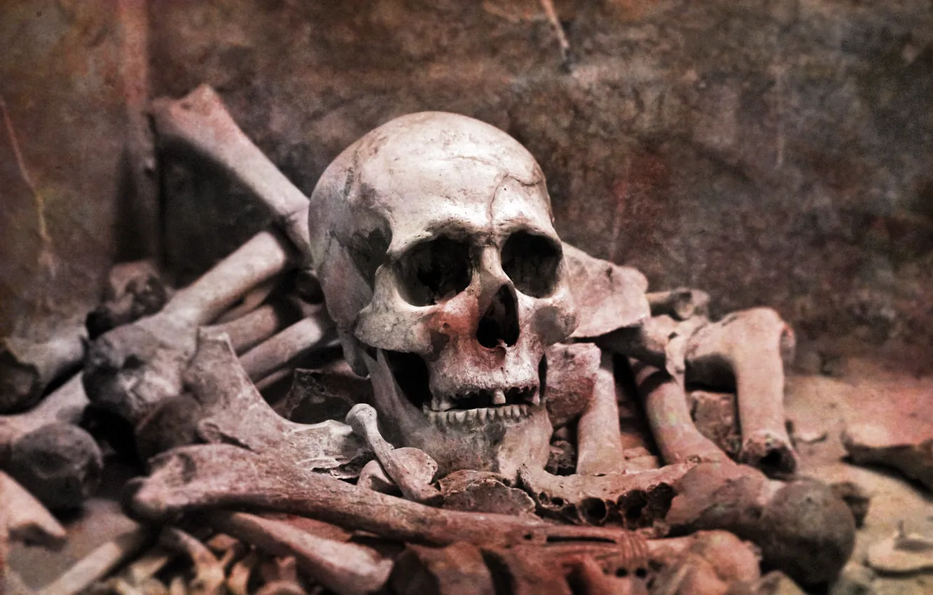 Фото обои обои, череп, останки, кости, скелет, wallpaper, skull, картинка