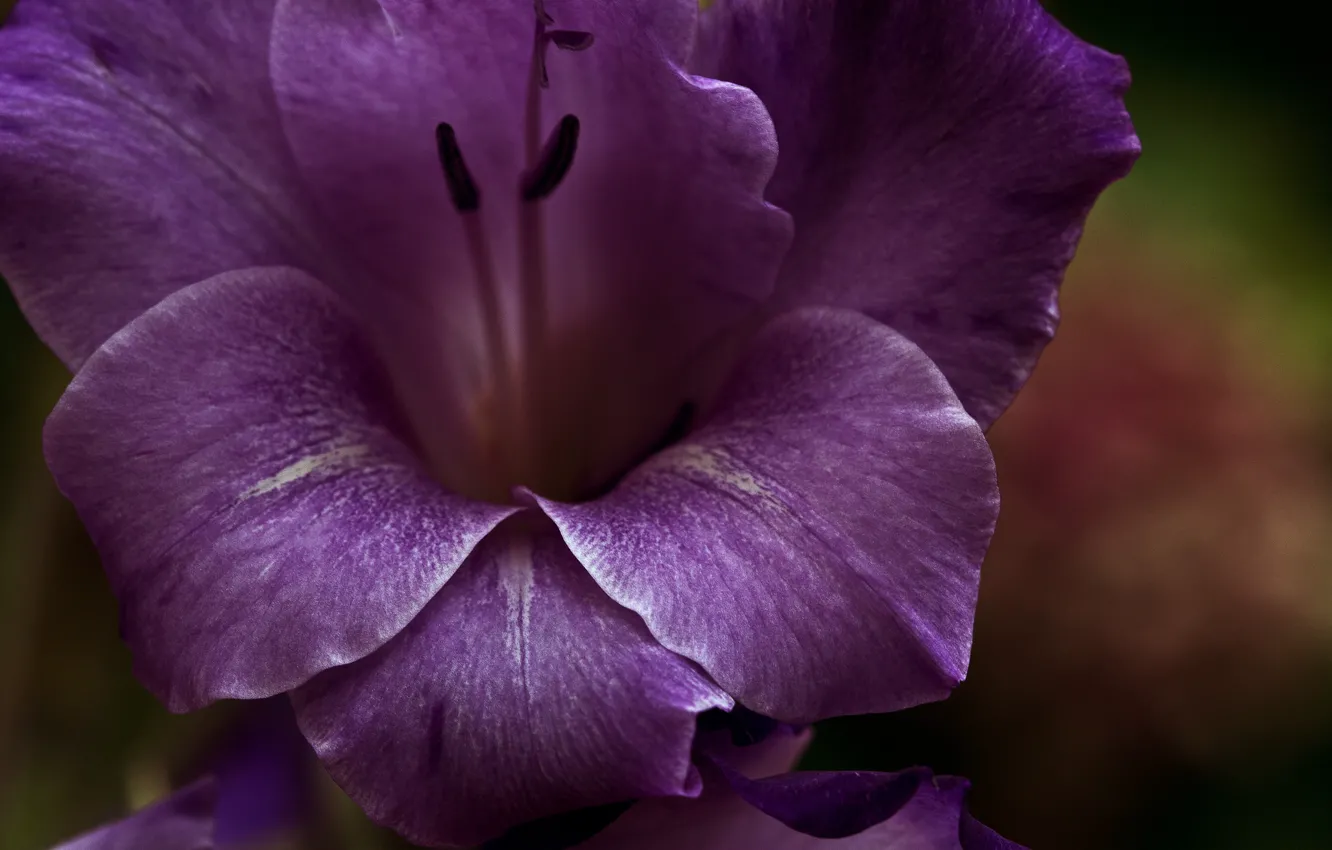 Фото обои фиолетовый, Цветок, лепестки, flower, purple, petals