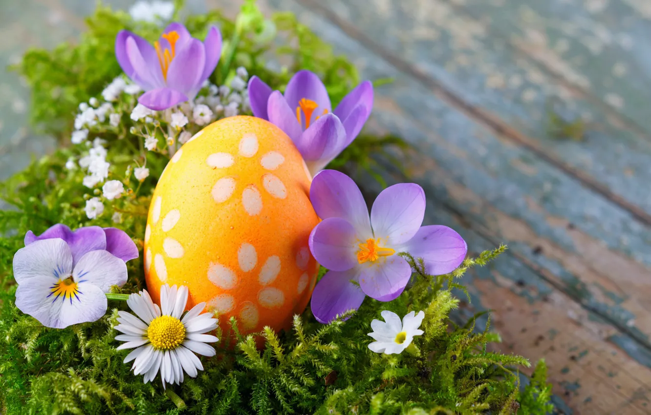 Фото обои цветы, яйцо, Пасха, крокусы, flowers, spring, easter