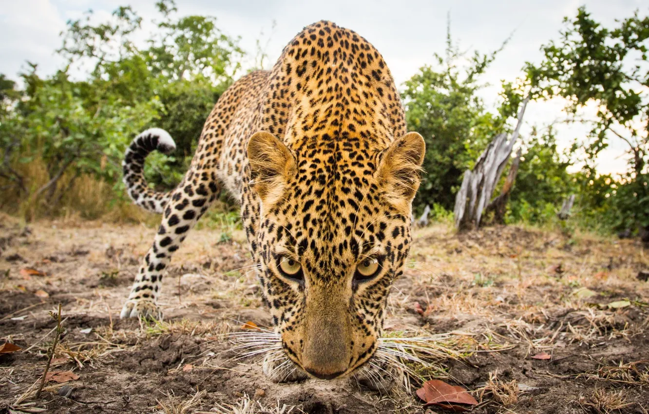 Фото обои взгляд, животное, хищник, леопард, Африка, leopard, predator, africa