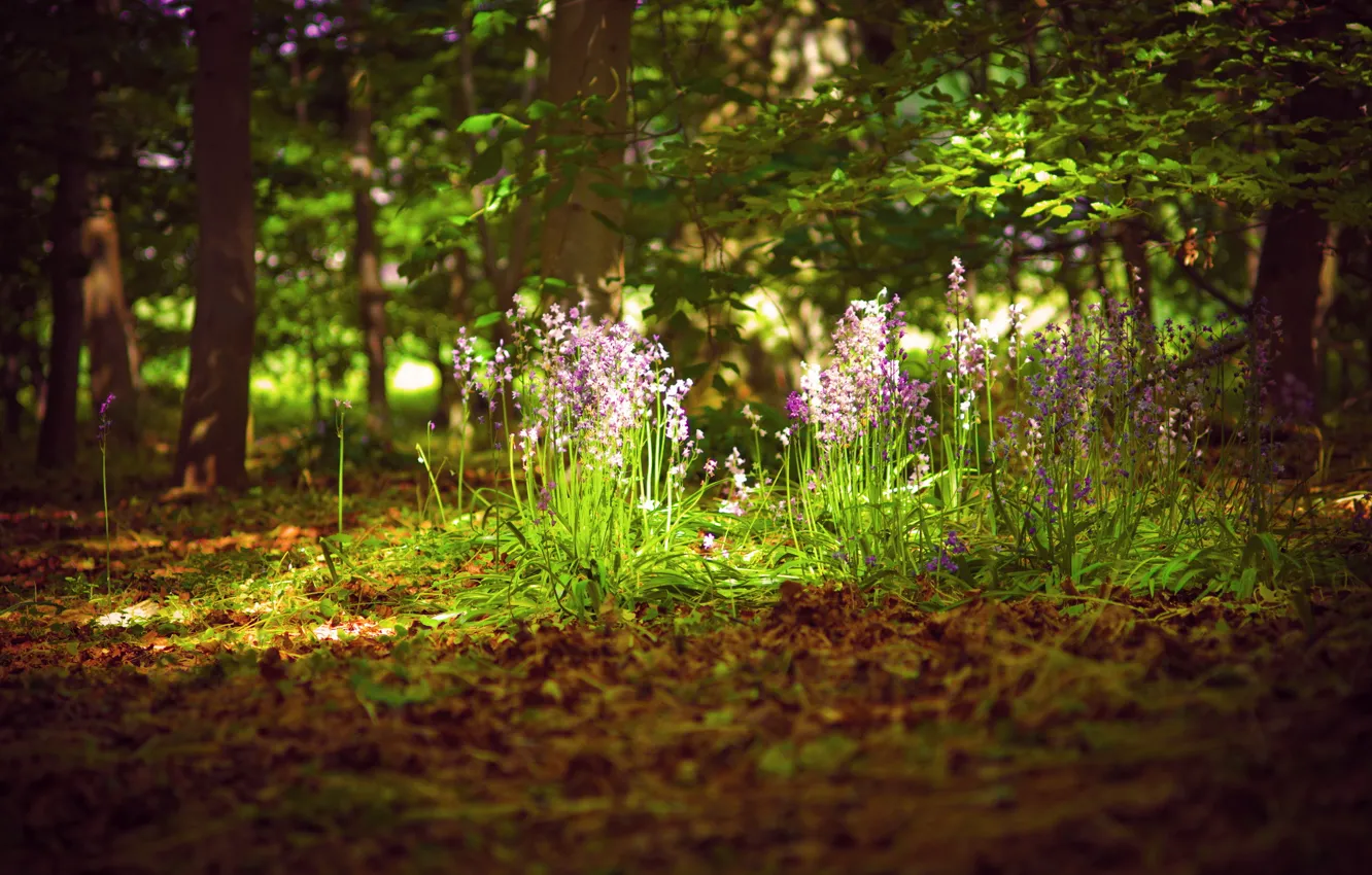 Фото обои лес, лето, свет, цветы, природа