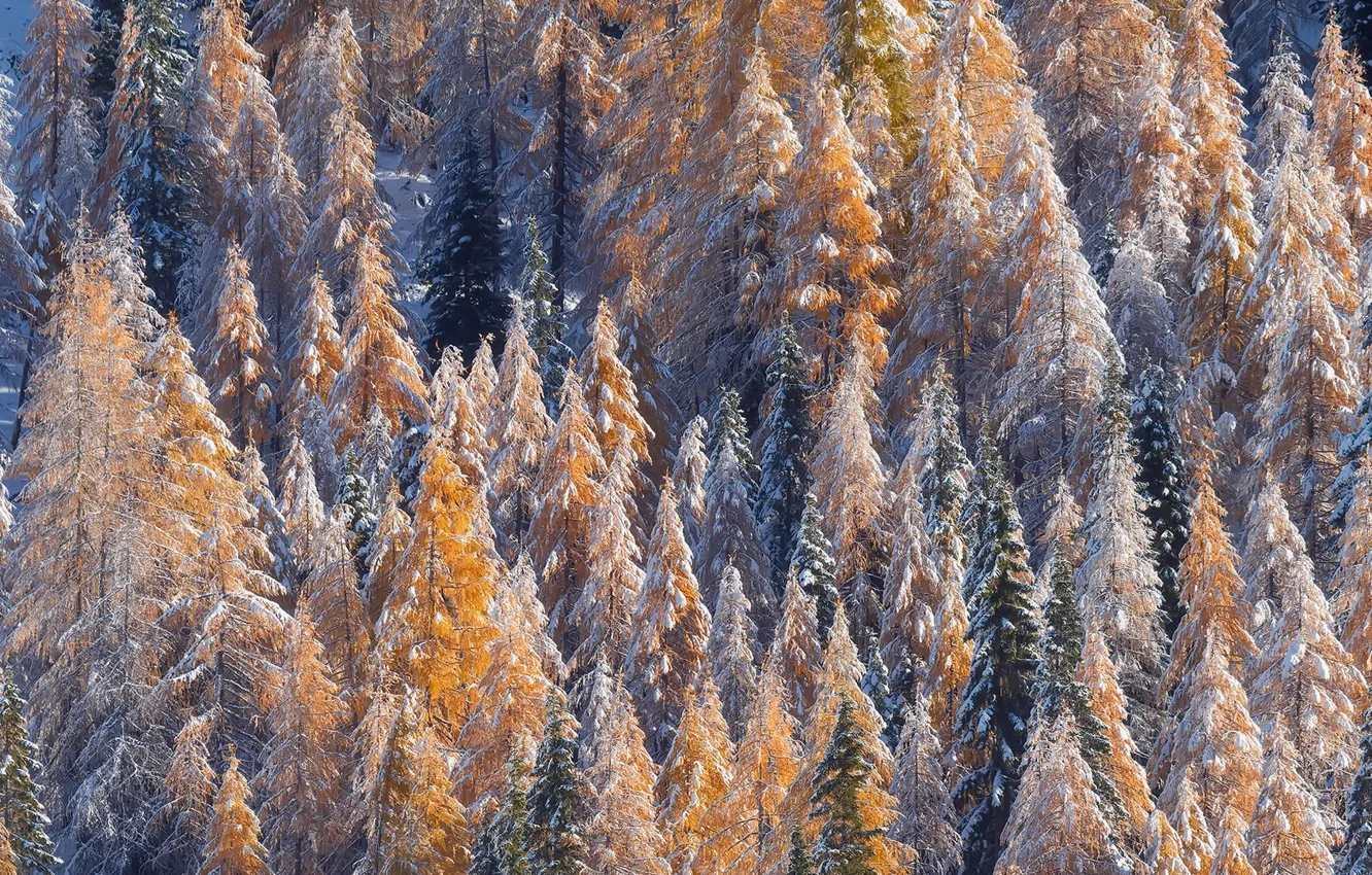 Фото обои зима, лес, природа