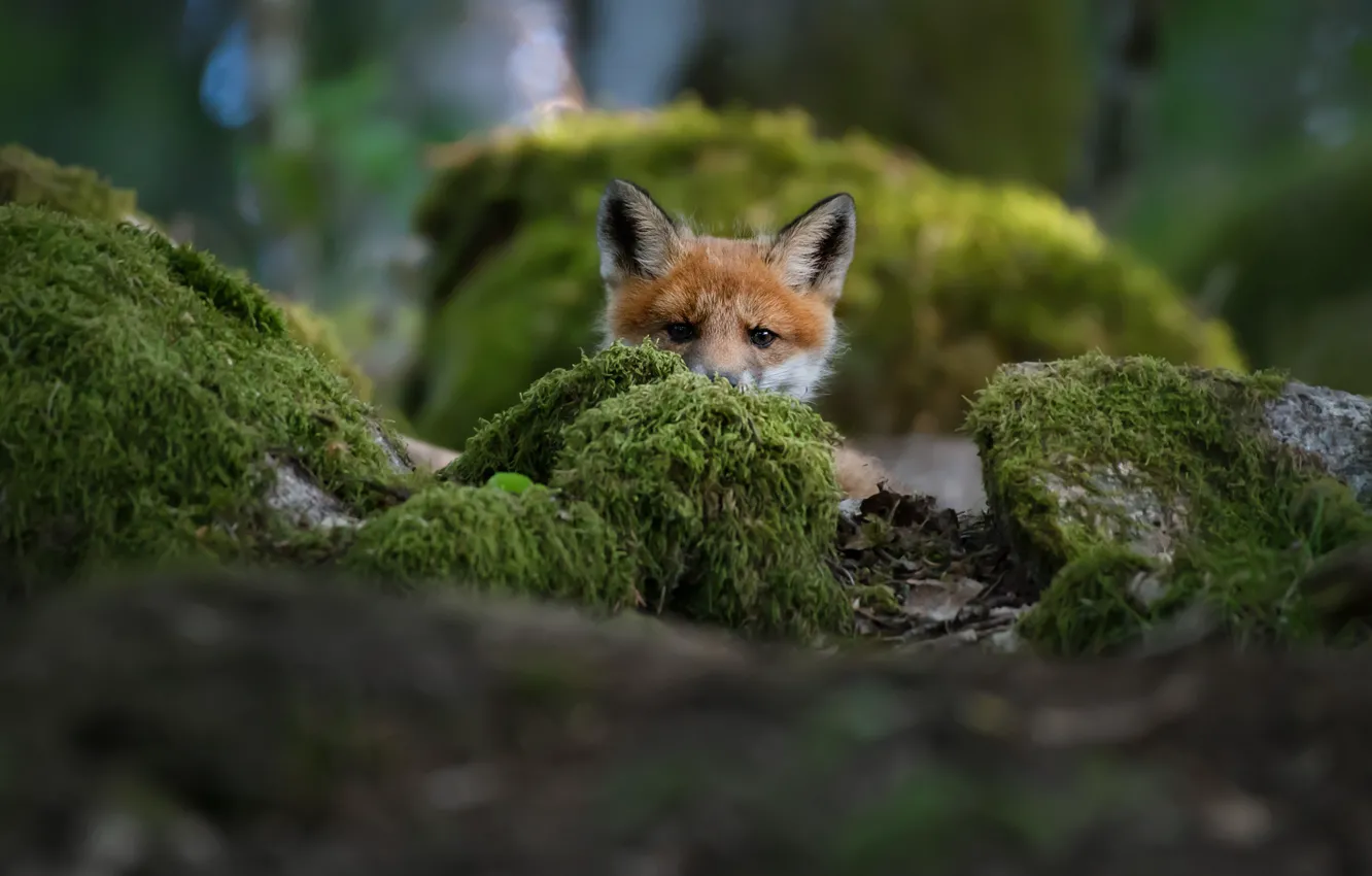 Фото обои fox, лисенок, Christian Lindsten