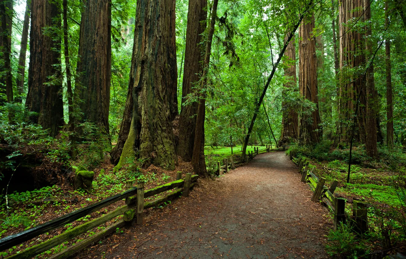 Фото обои лес, деревья, забор, Калифорния, тропинка, национальный парк, Redvud