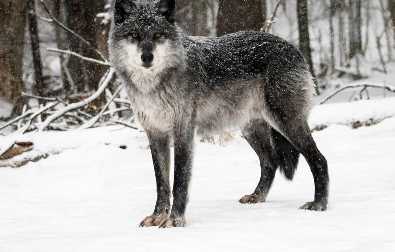 Фото обои nature, snow, predator, face, animal, wolf, wildlife, portrait
