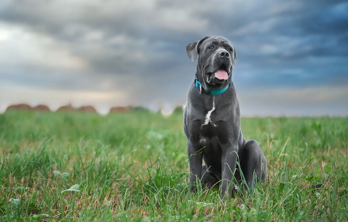 Фото обои трава, собака, Кане-корсо, Оксана Сироштан