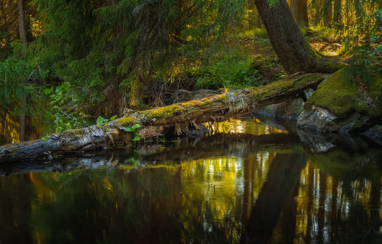 Фото обои лес, природа, Финляндия