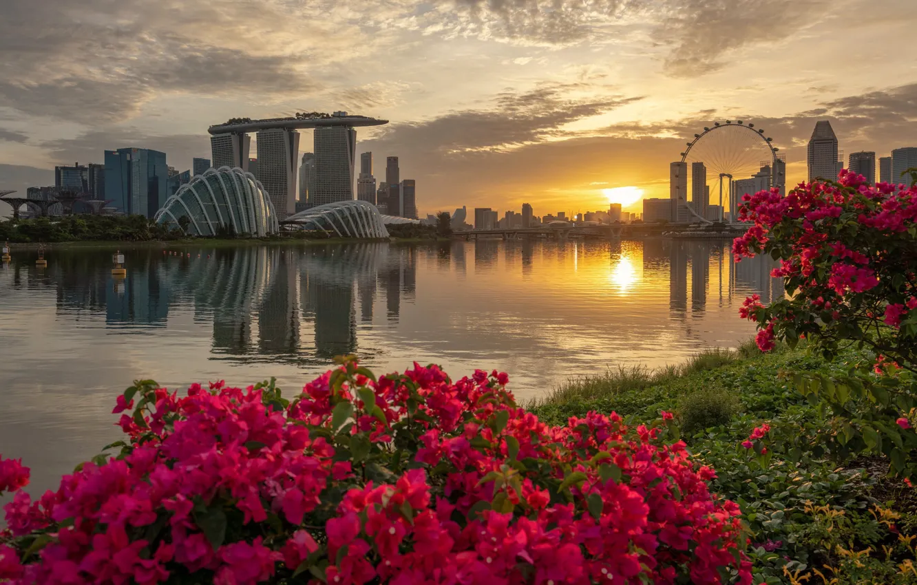 Фото обои цветы, город, Сингапур, Singapore