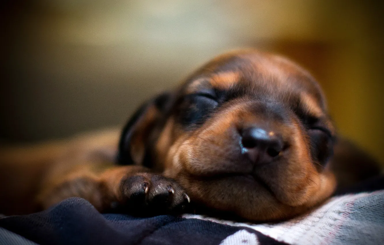 Фото обои морда, сон, собака, пес, спит, щенок