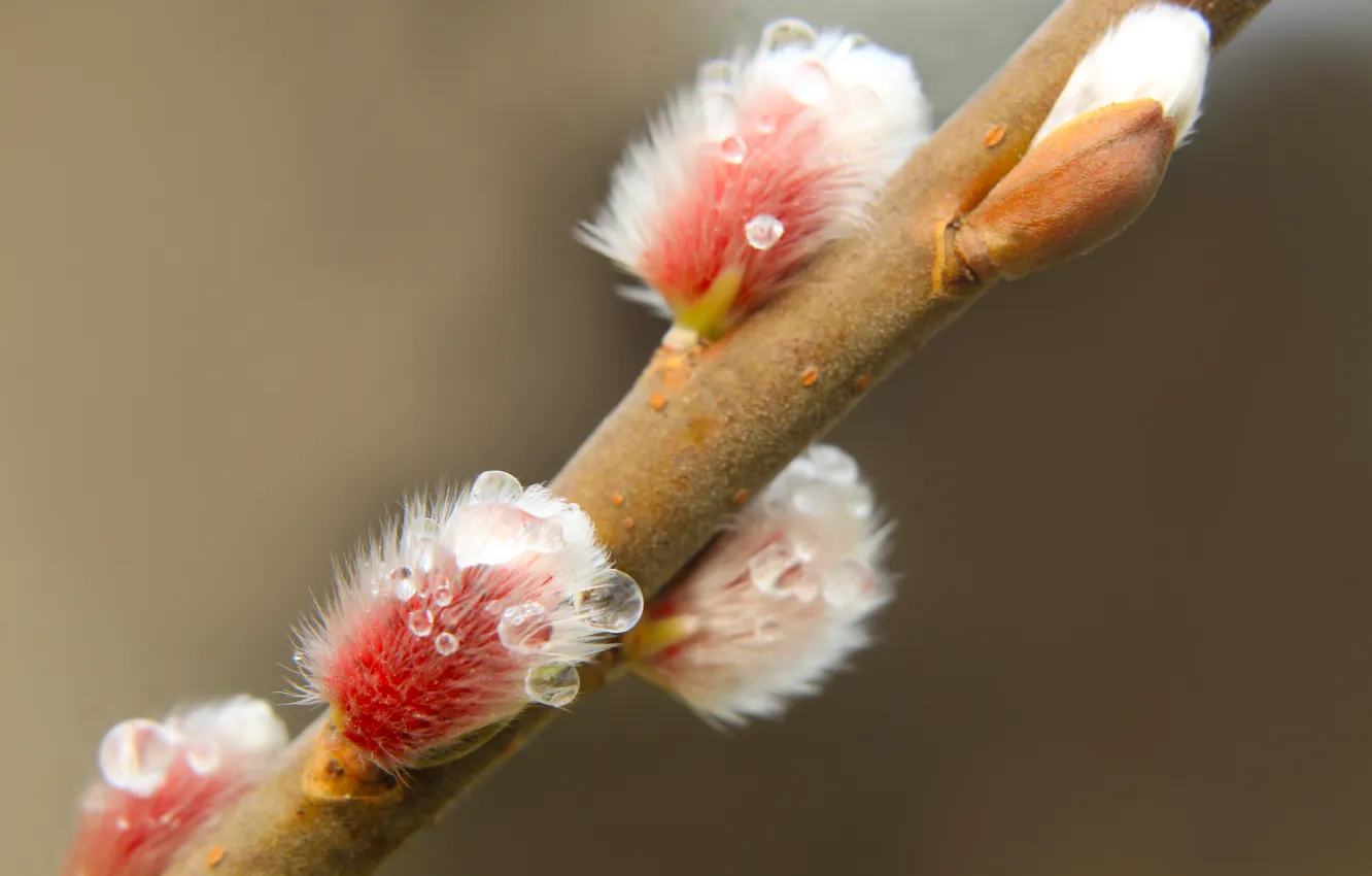 Фото обои spring, twig, kitten base