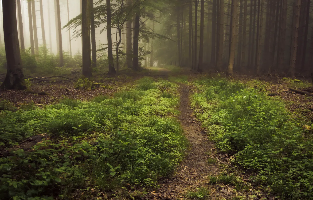 Фото обои лес, деревья, природа, туман, Германия, тропинка, Eifel, Айфель