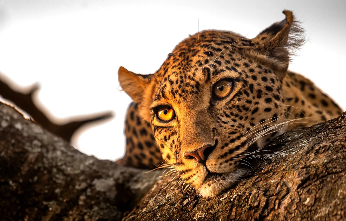 Фото обои взгляд, отдых, леопард, leopard, rest