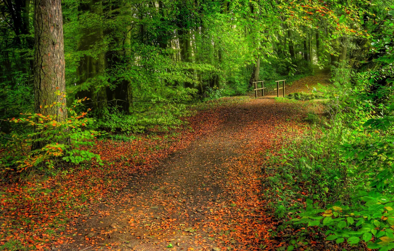 Фото обои дорога, лес, листья, деревья, мостик