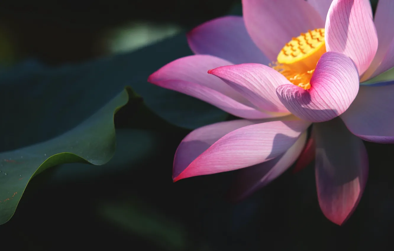 Фото обои листья, макро, цветы, крупный план, темный фон, лепестки, лотос, розовые