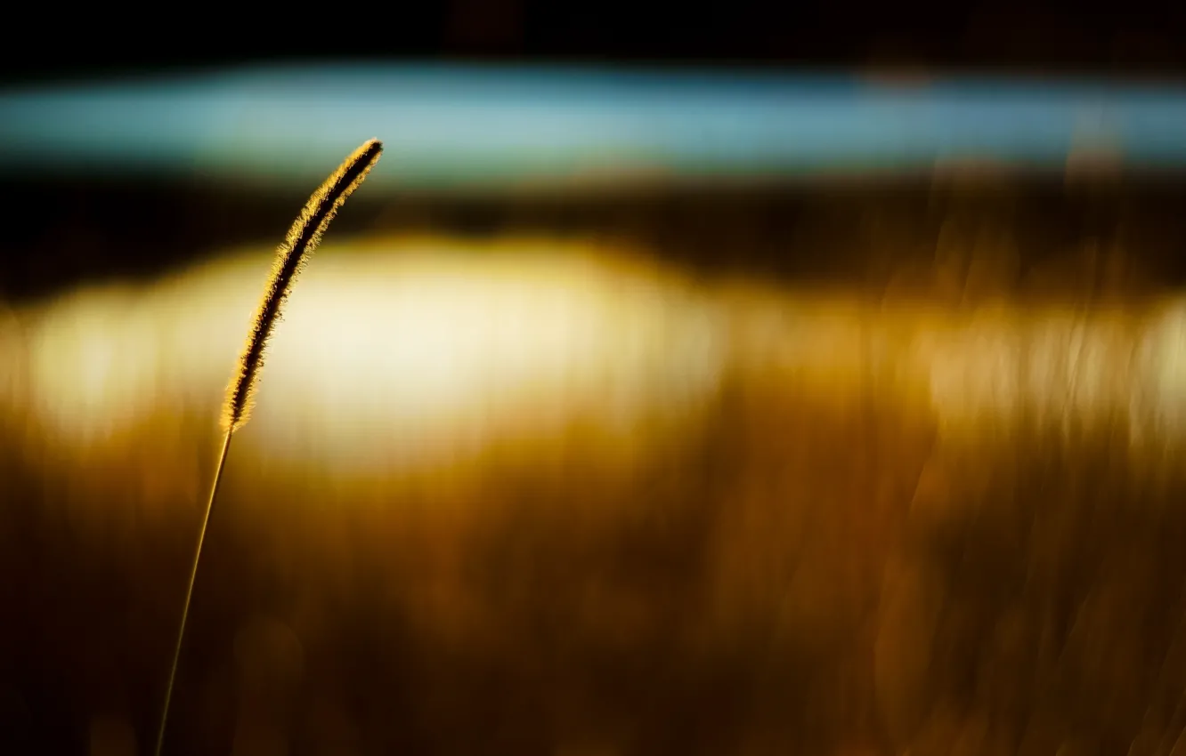 Фото обои пшеница, поле, макро, фон, обои, колос, рожь, размытие
