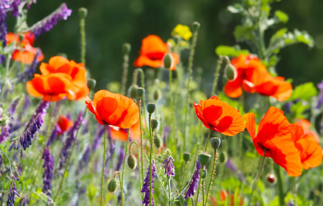 Фото обои red, field, poppy, meadow, blumming