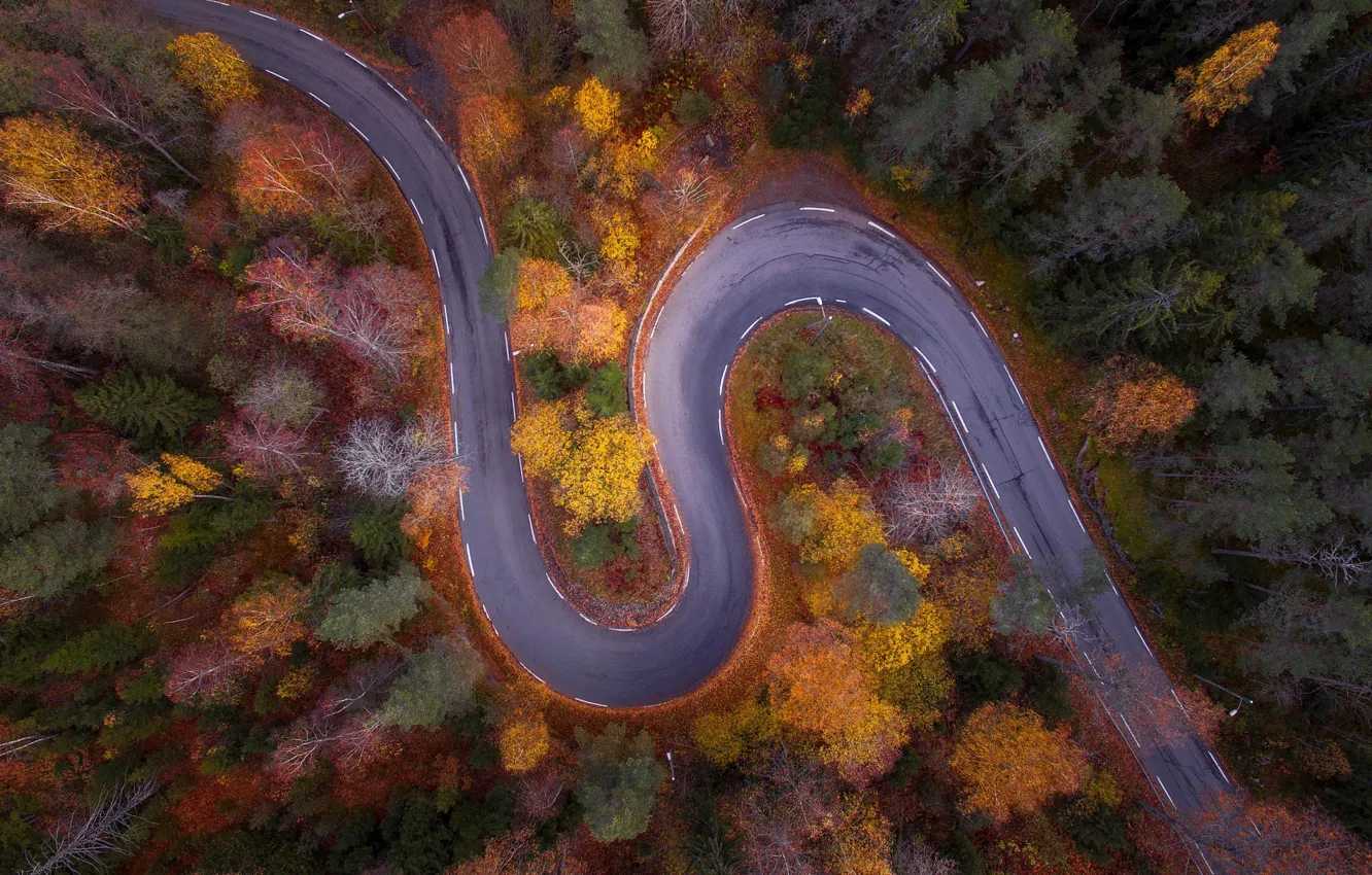 Фото обои дорога, осень, лес, природа, вид сверху
