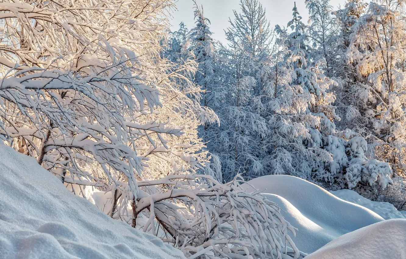 Фото обои зима, снег, деревья, природа, ели, сугробы