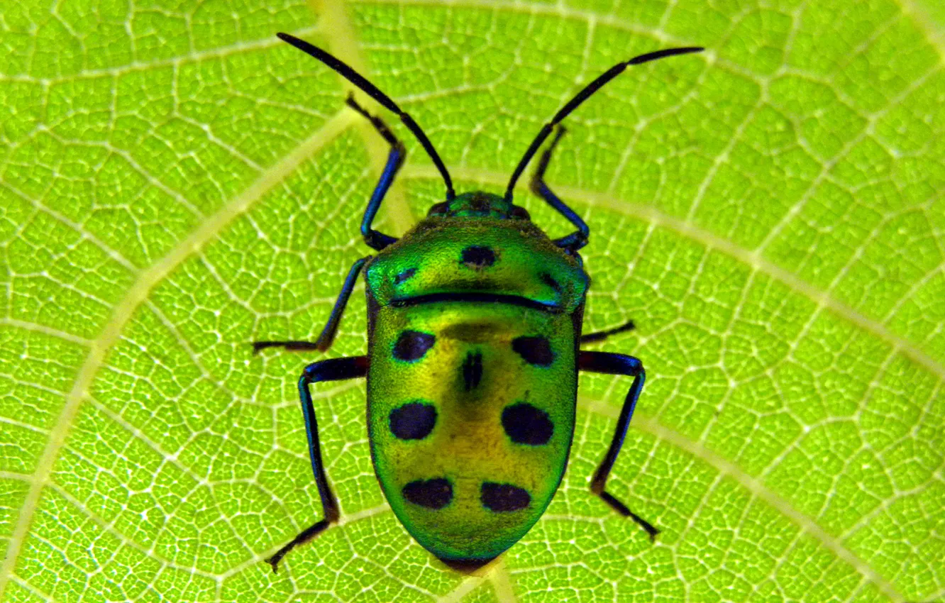 Фото обои макро, лист, жук, насекомое, скарабей