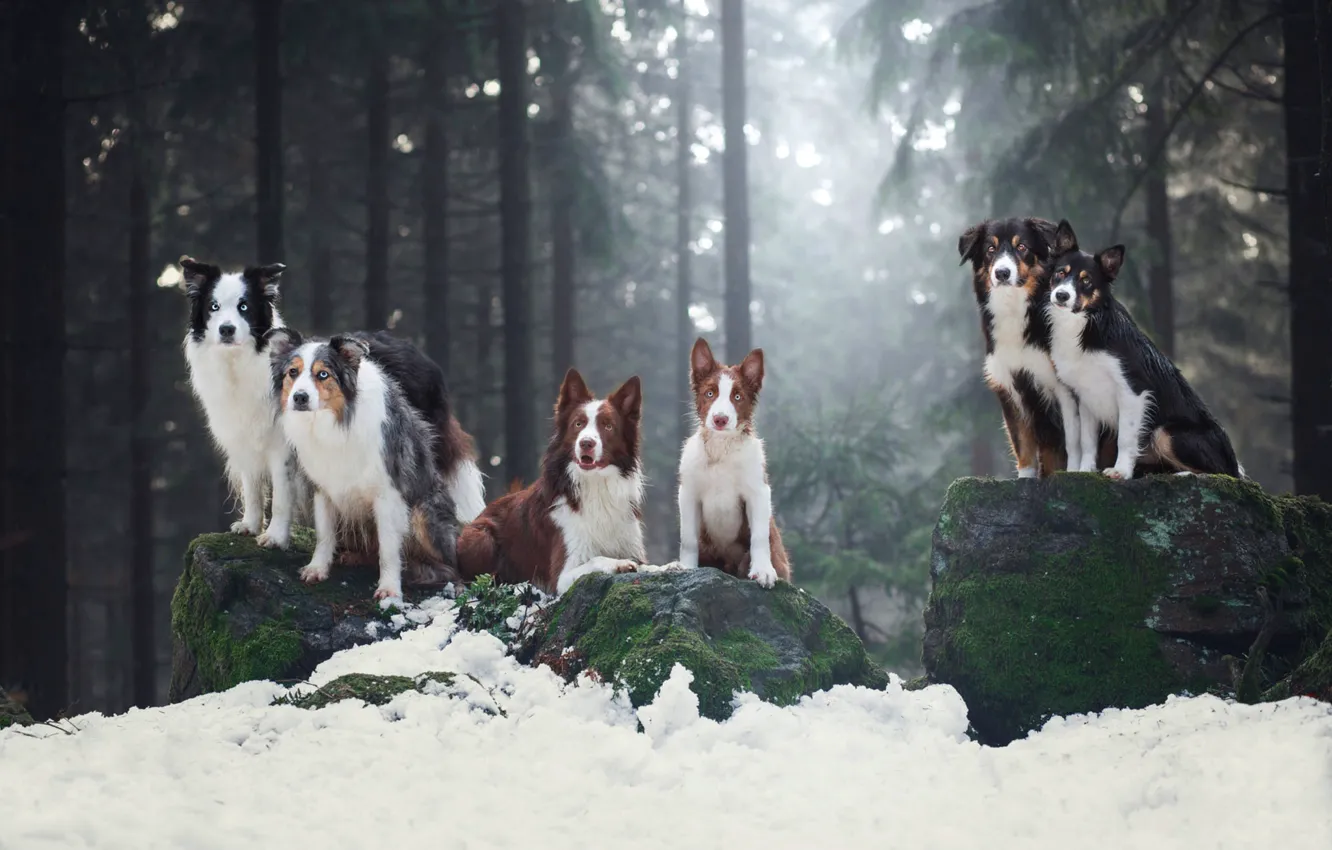 Фото обои зима, лес, собаки, взгляд, свет, снег, ветки, поза