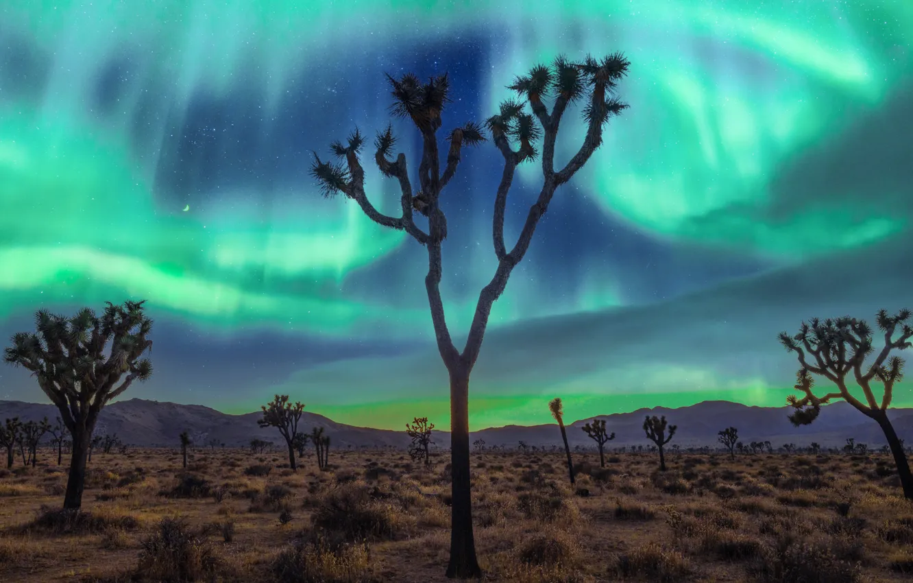 Фото обои Калифорния, США, Joshua Tree National Park