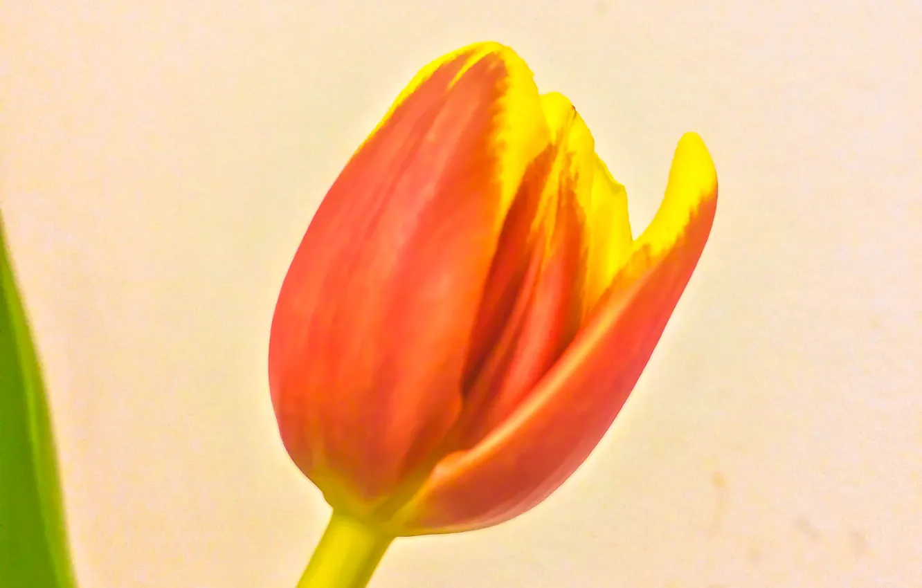 Фото обои Цветок, Тюльпан, Флора, Натуральный