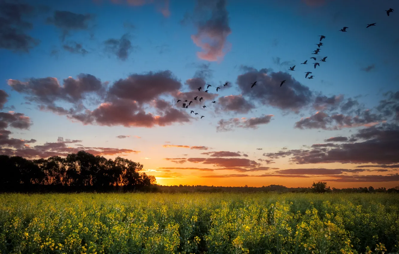 Фото обои поле, пейзаж, закат, птицы, природа