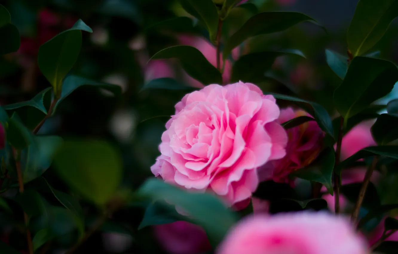 Фото обои цветок, листья, розовый, лепестки, зеленые, камелия