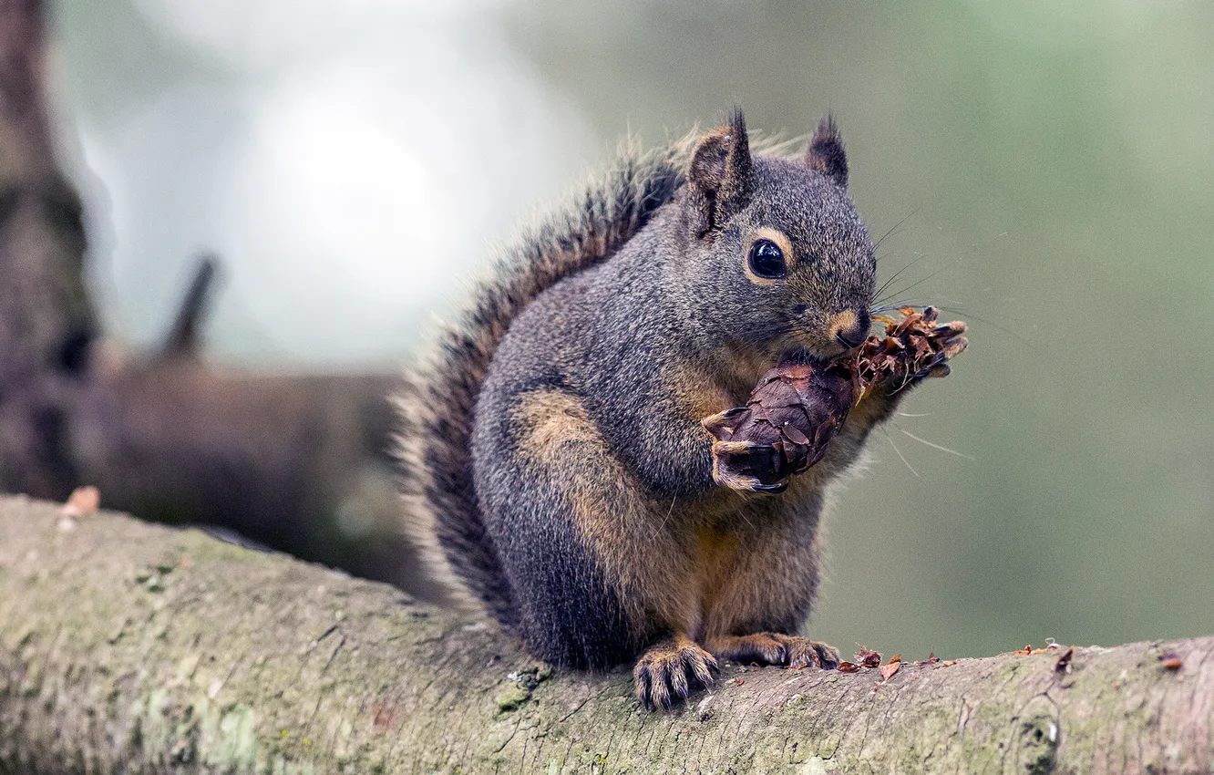 Фото обои tree, pose, squirrel, eating