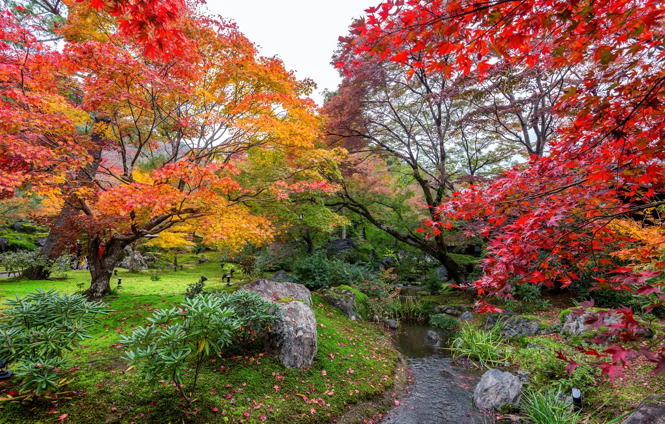 Фото обои осень, листья, деревья, парк, colorful, landscape, nature, park