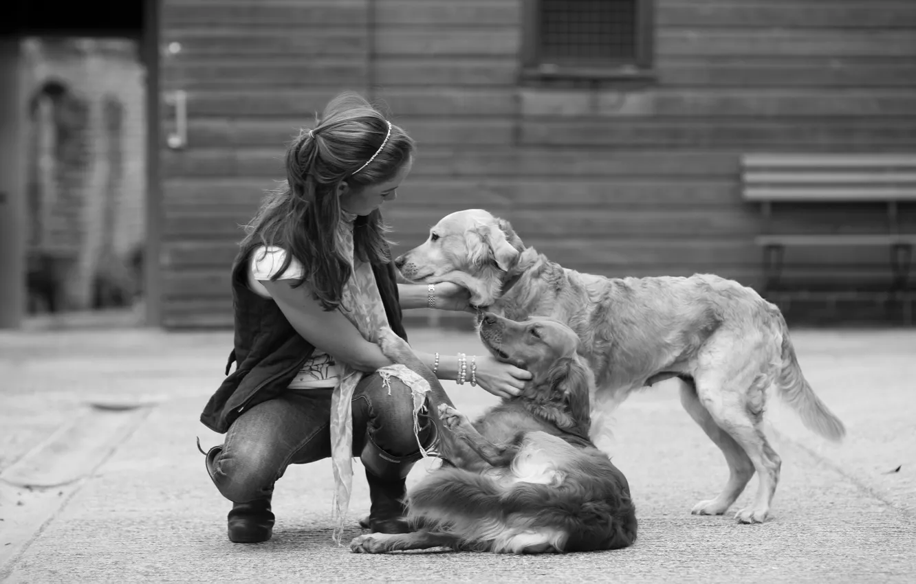 Фото обои собаки, девушка, преданность, черно-белая, дружба, играет, frendship