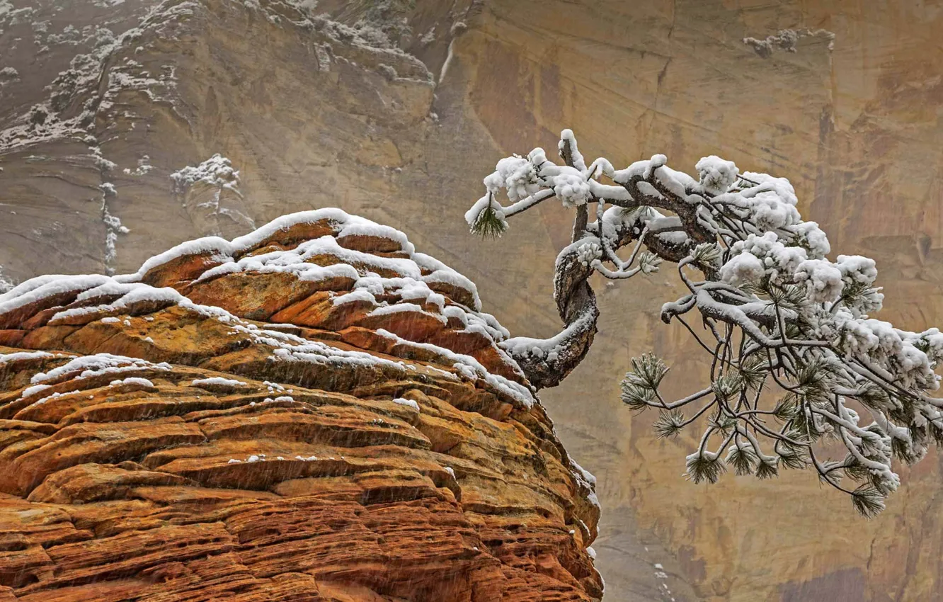 Фото обои снег, скала, дерево, Юта, США, Национальный парк Зайон